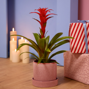 Guzmania 'Calypso'