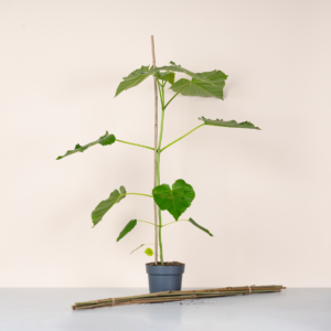 Bambusstab 90 cm 8-er Set