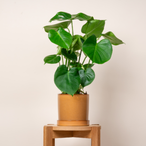 Blumentopf mit Untersetzer Keramik Ocker - 18,5 cm