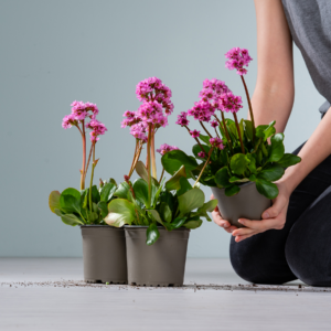 Pinkfarbene Bergenie 'Rosenkristall' - 3 Stück