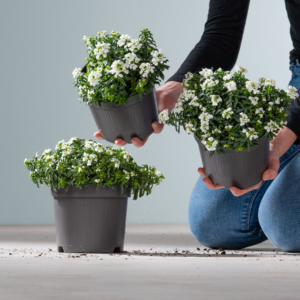 Schleifenblume Weiß - 3 Stück