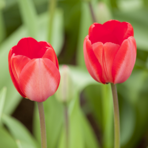 Tulpen Rot - 3 Stück