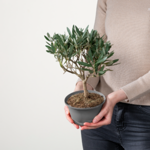 Olive 'Europaea'