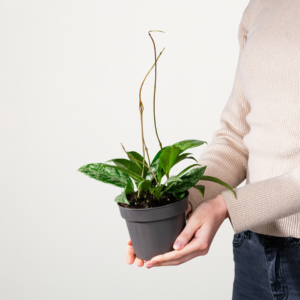 Porzellanblume 'Silver Spot'
