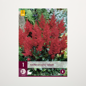 Astilbe 'Spinell' - Knolle