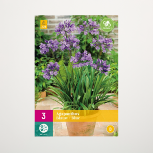 Agapanthus blau - 3 Zwiebeln