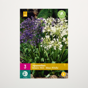 Agapanthus blau, weiß - 3 Zwiebeln