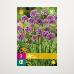 Allium 'Millenium' - 3 Zwiebeln