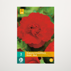 Begonie 'Grandiflora' rot - 3 Knollen