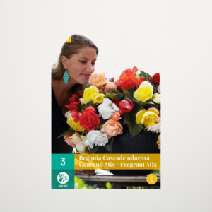 Duft-Begonien 'Odorosa Fragrant' Mix - 3 Knollen