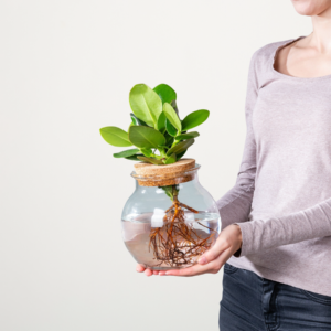 Waterplant Balsamapfel 'Rosea' im Glas