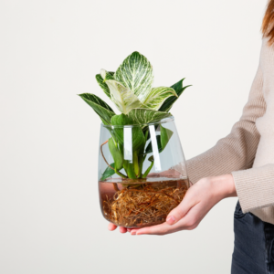 Waterplant 'Philodendron' im Glas