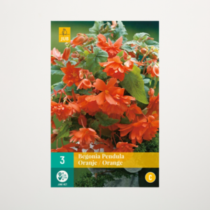 Hänge-Begonie 'Pendula' orange - 3 Knollen