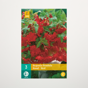 Hänge-Begonie 'Pendula' rot - 3 Knollen