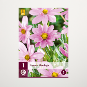 Schmuckkörbchen 'Flamingo' - Knolle