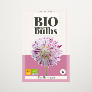 BIO Dahlie 'Avignon' -Knolle