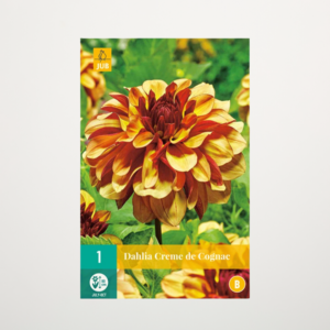 Schmuckdahlie 'Creme de Cognac' - Knolle