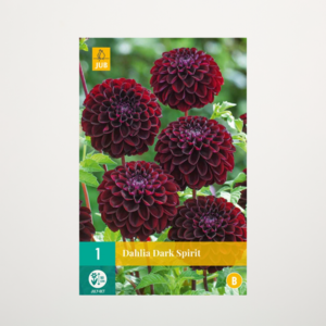 Pompon-Dahlie 'Dark Spirit' - Knolle