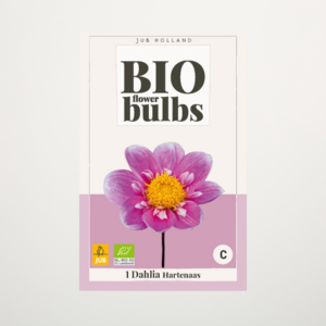 BIO Dahlie 'Hartenaas' - Knolle