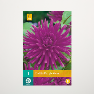 Kaktus-Dahlie 'Purple Gem' - Knolle