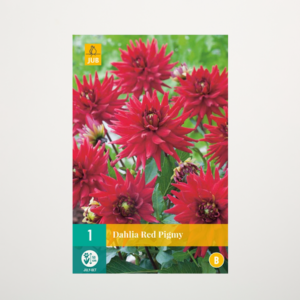 Zwerg-Dahlie 'Red Pigmy' - Knolle