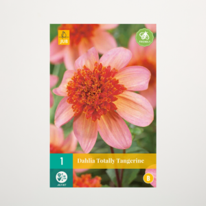 Anemonen-Dahlie 'Totally Tangerine' - Knolle
