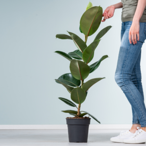 Ficus 'Robusta' L