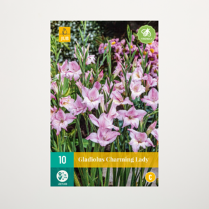 Zwerg-Gladiole 'Charming Lady' - 10 Knollen