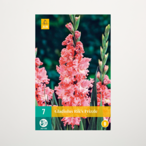 Wave-Gladiole 'Rik's Frizzle' - 7 Knollen