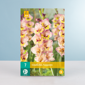 Gladiole 'Sapporo' - 7 Knollen
