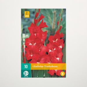 Gladiole 'Traderhorn' - 10 Knollen
