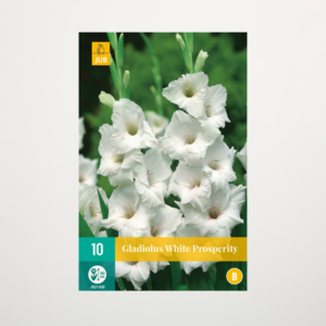 Gladiole 'White Prosperity' - 10 Knollen