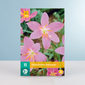 Regenlilie 'Robustus' - 10 Zwiebeln