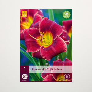 Taglilie 'Night Embers' - Knolle