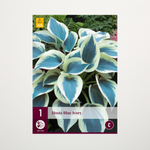 Hosta 'Blue Ivory' - Wurzel