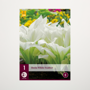 Hosta 'White Feather' - Wurzel