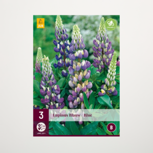 Lupine Blau - 3 Wurzeln
