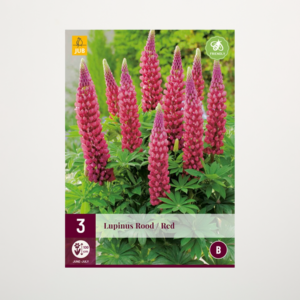 Lupine Rot - 3 Wurzeln