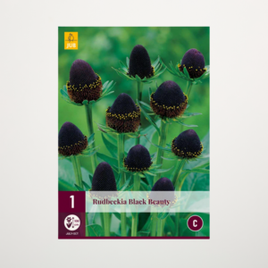 Sonnenhut 'Black Beauty' - Wurzel