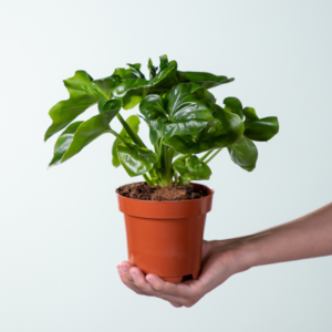 Philodendron 'Atom'
