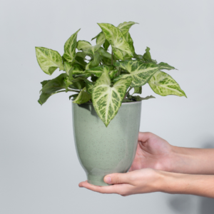 Syngonium 'Arrow' S