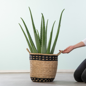 Aloe 'Vera' XL