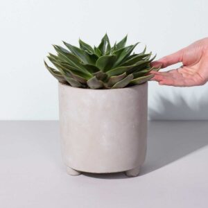 Echeveria 'Trigona'