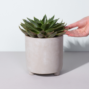 Echeveria 'Trigona'