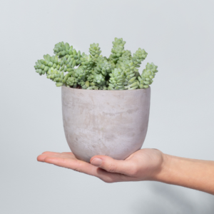 Sedum 'Burrito'