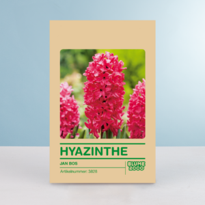 Hyazinthe 'Jan Bos' - 5 Stück