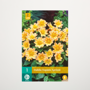 Topmix-Dahlie apricot - Knolle