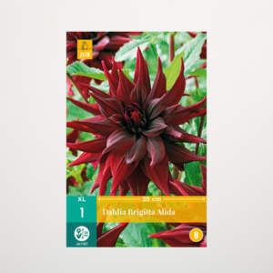 Großblumige Dahlie 'Brigitta Alida' - Knolle