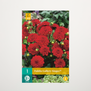 Gallery-Dahlie 'Singer®' - Knolle