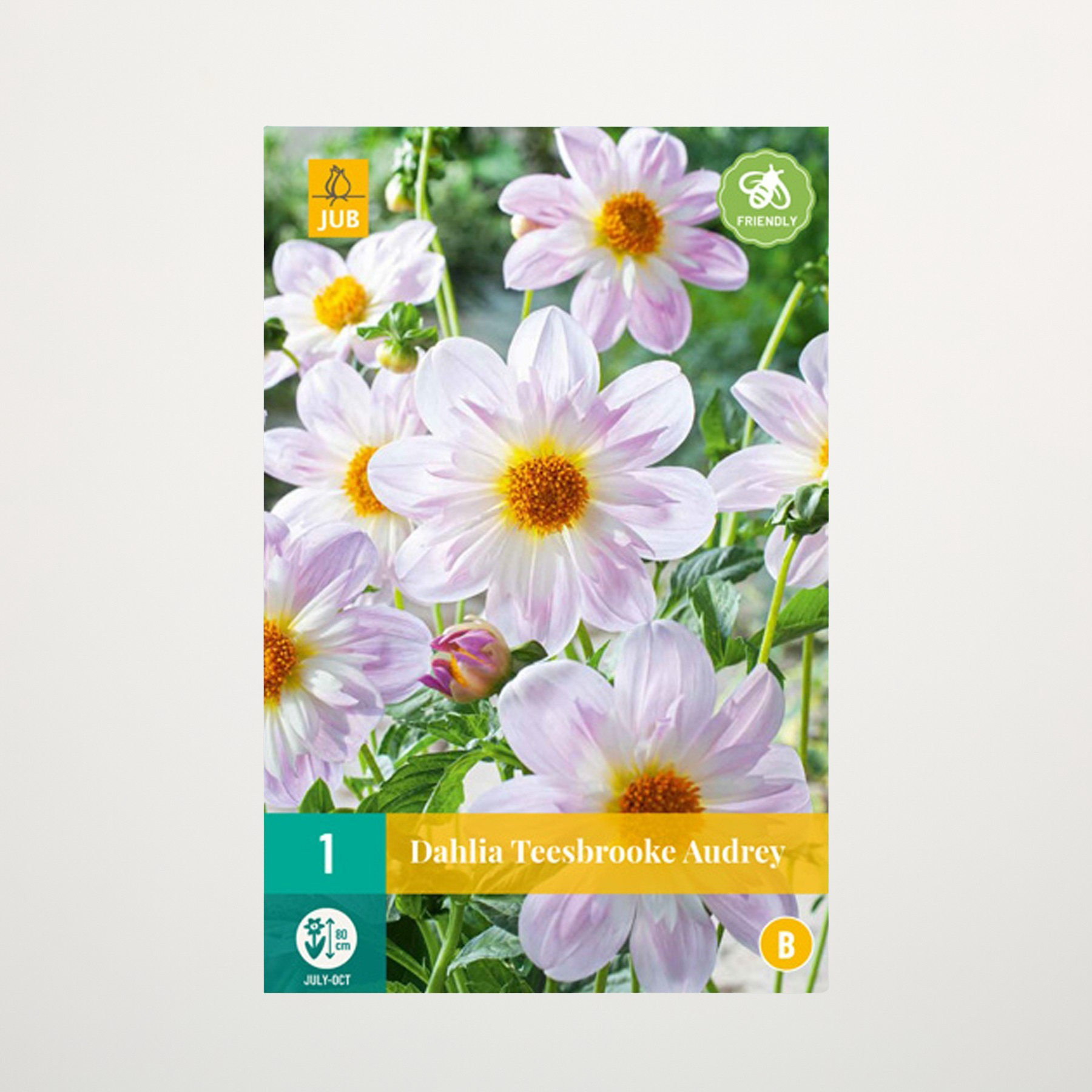 Halskrausen-Dahlie 'Teesbrooke Audrey' - Knolle